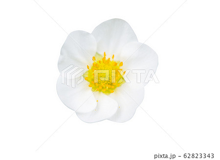 strawberry flower isolated 62823343