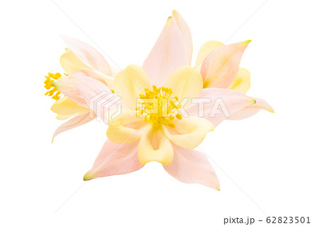 Aquilegia Isolated 62823501