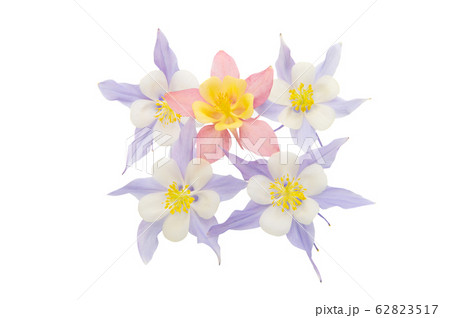 Aquilegia Isolated 62823517