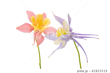 Aquilegia Isolated 62823519