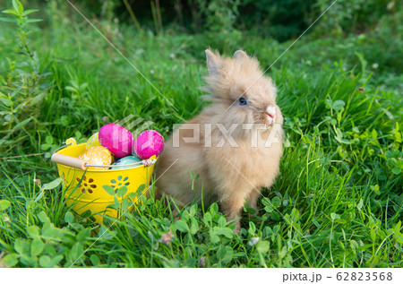 rabbit on spring nature in the grass rabbit on spring nature in the grass 62823568