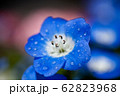 水滴の付いたネモフィラの花のアップ 62823968