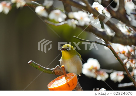 メジロ・梅の花・二月・快晴・愛媛のミカンは美味しい 62824070