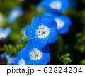 滴のついたネモフィラの花 62824204