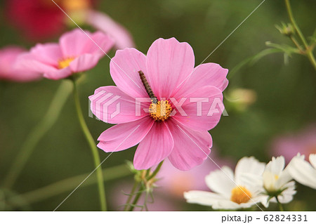 幼虫 幼虫 62824331