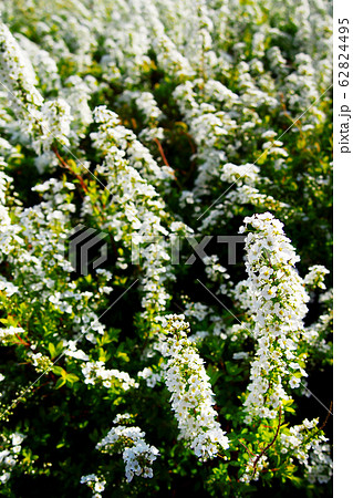春を告げる花・ユキヤナギ 春を告げる花・ユキヤナギ 62824495