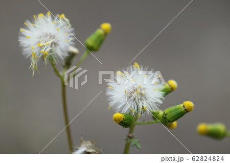 野襤褸菊 野襤褸菊 62824824