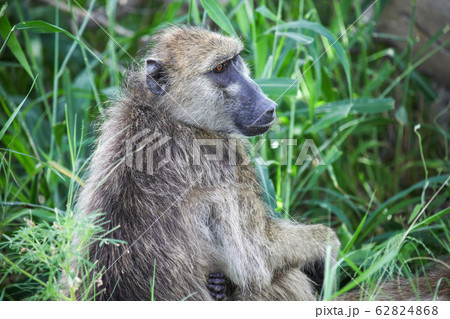 Baboon Baboon 62824868