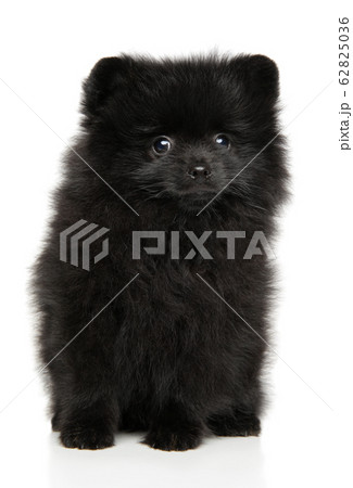 Black Pomeranian Spitz puppy sits 62825036