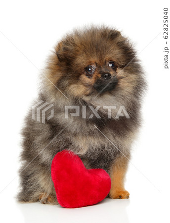 Pomeranian Spitz puppy 62825040