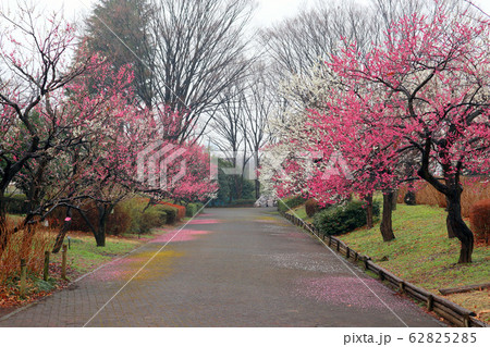 府中市郷土の森博物館の梅の花(2月)東京都府中市 府中市郷土の森博物館の梅の花(2月)東京都府中市 62825285