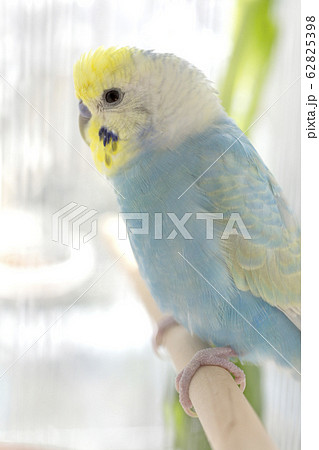 セキセイインコ 鳥かご セキセイインコ 鳥かご 62825398