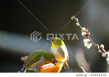 メジロ・デート・食事会・二月・愛媛のミカンは美味し伊予・梅の花 メジロ・デート・食事会・二月・愛媛のミカンは美味し伊予・梅の花 62825416