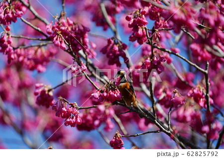 ヤマガラ・寒緋桜・満開・二月・快晴・青空 62825792