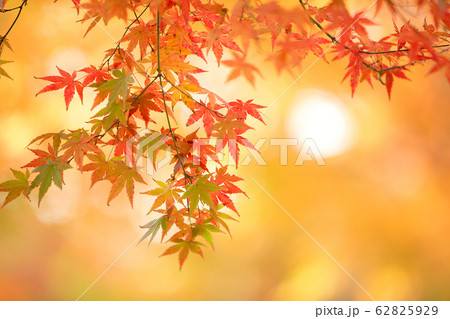 紅葉 紅葉 62825929