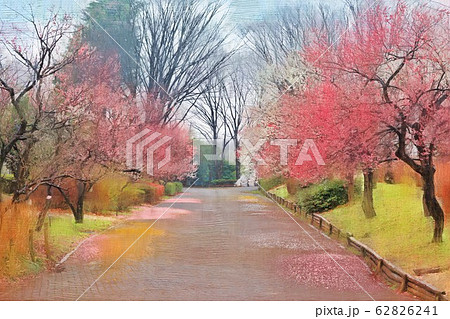 府中市郷土の森博物館の梅の花(2月)東京都府中市 府中市郷土の森博物館の梅の花(2月)東京都府中市 62826241