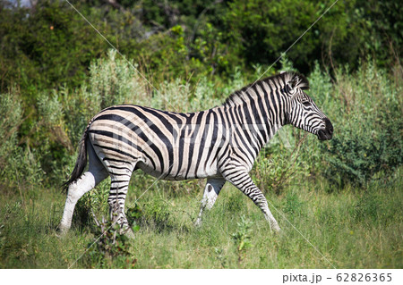 Zebra Zebra 62826365