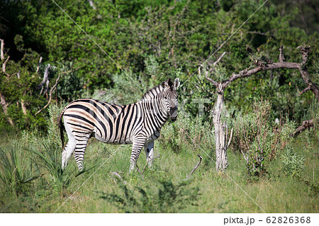 Zebra Zebra 62826368