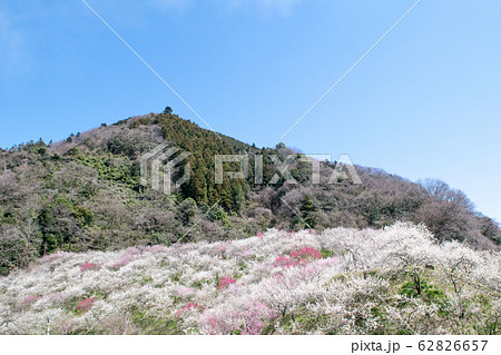 高尾山　高尾梅郷　木下沢梅林（こげさわばいりん） 62826657
