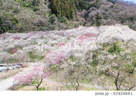 高尾山　高尾梅郷　木下沢梅林（こげさわばいりん） 62826661