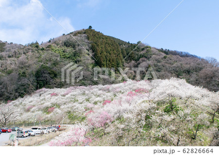 高尾山 高尾梅郷 木下沢梅林(こげさわばいりん) 高尾山 高尾梅郷 木下沢梅林(こげさわばいりん) 62826664