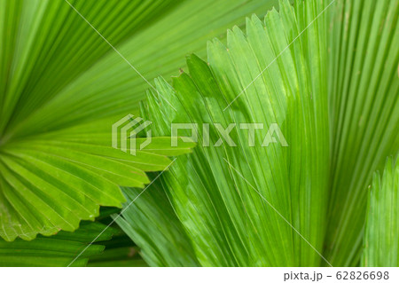 Green flowers and leaves. Tropic background. 62826698