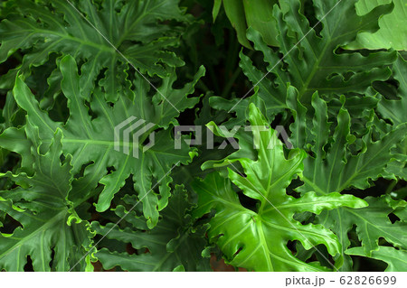 Green flowers and leaves. Tropic background. 62826699
