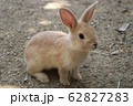大久野島のうさぎ 62827283