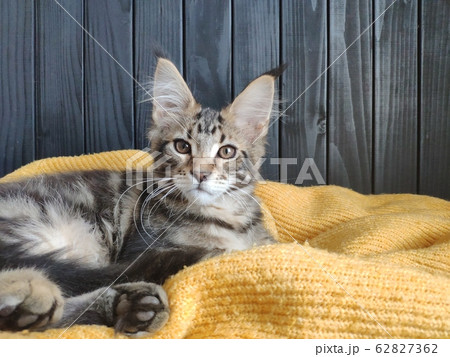 Maine coon kitten lies on a yellow sweater against 62827362