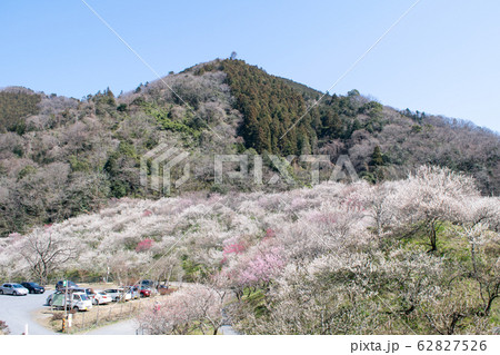 高尾山　高尾梅郷　木下沢梅林（こげさわばいりん） 62827526