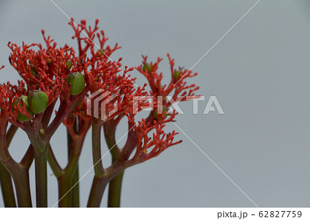 Red jatropha podagrica flowers in a glass vase on Red jatropha podagrica flowers in a glass vase on 62827759