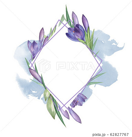 Crocus 11. Watercolor Floral frame. Watercolorのイラスト素材