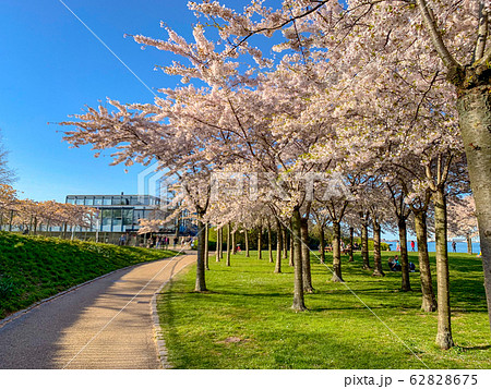 デンマーク　コペンハーゲン　桜 62828675