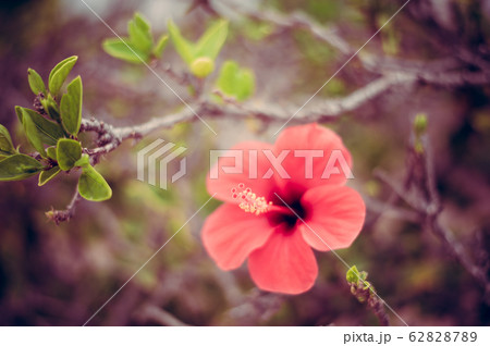 Hibiscus rosa-sinensis known colloquially as 62828789