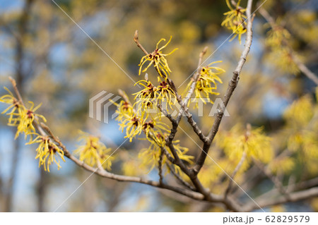 マンサクの花の写真素材