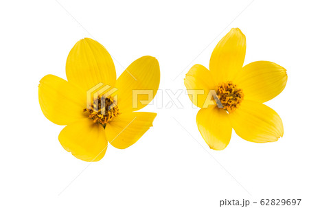 bidens isolated bidens isolated 62829697