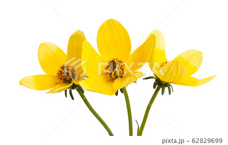 bidens isolated 62829699