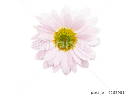 pink chrysanthemum 62829814