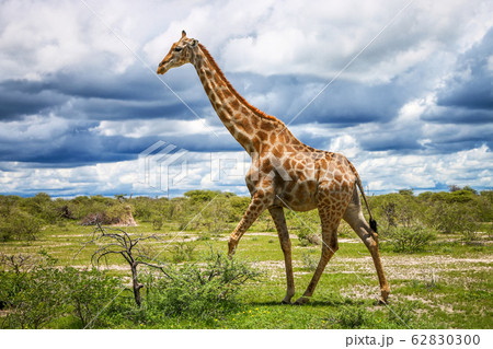 Giraffe 62830300