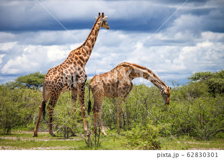 Giraffes Giraffes 62830301