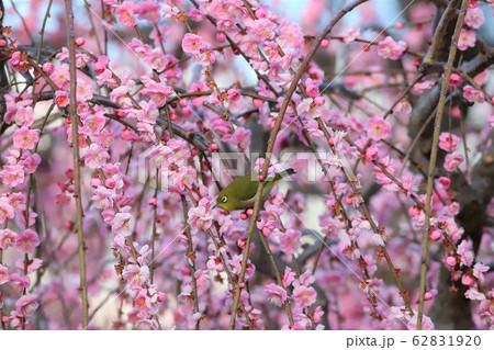 かざはやの里 梅林とメジロ かざはやの里 梅林とメジロ 62831920