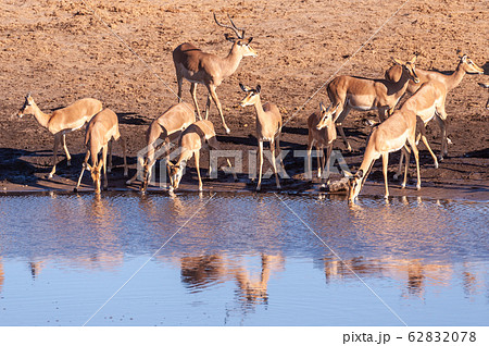 Impalas drinking from a waterhole Impalas drinking from a waterhole 62832078
