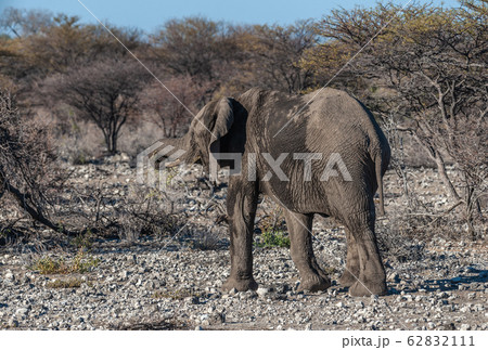 Closeup of an African Elephant Passing By 62832111