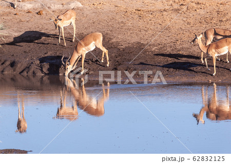 Impalas drinking from a waterhole Impalas drinking from a waterhole 62832125
