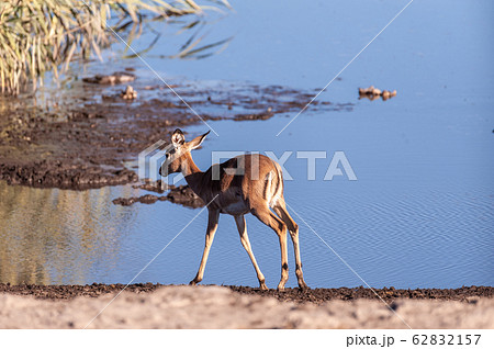 Closeup of an Impala Near a Waterhole 62832157