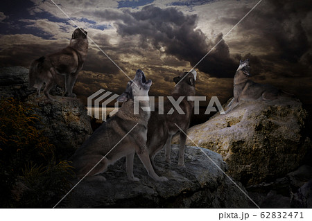 wolves selflessly sing their song 62832471