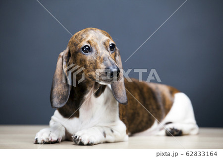 image of dog dark background 62833164