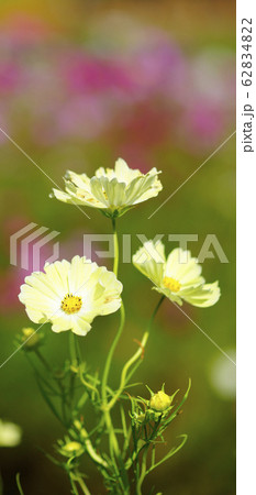 待受け画面　秋桜　黄色　画面比率19:9 62834822