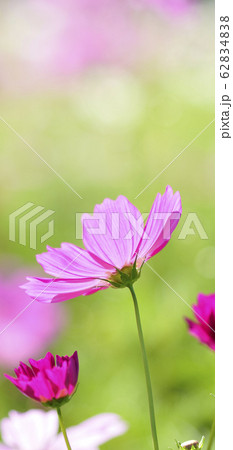 待受け画面 秋桜 ピンク 画面比率19:9 待受け画面 秋桜 ピンク 画面比率19:9 62834838