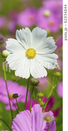 待受け画面 秋桜 白 画面比率19:9 待受け画面 秋桜 白 画面比率19:9 62834844